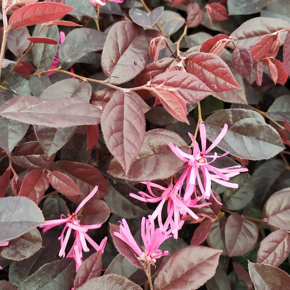 Loropetalum