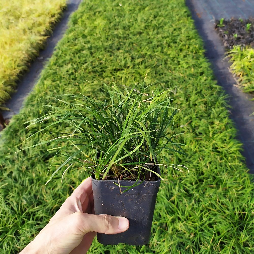 Ophiopogon