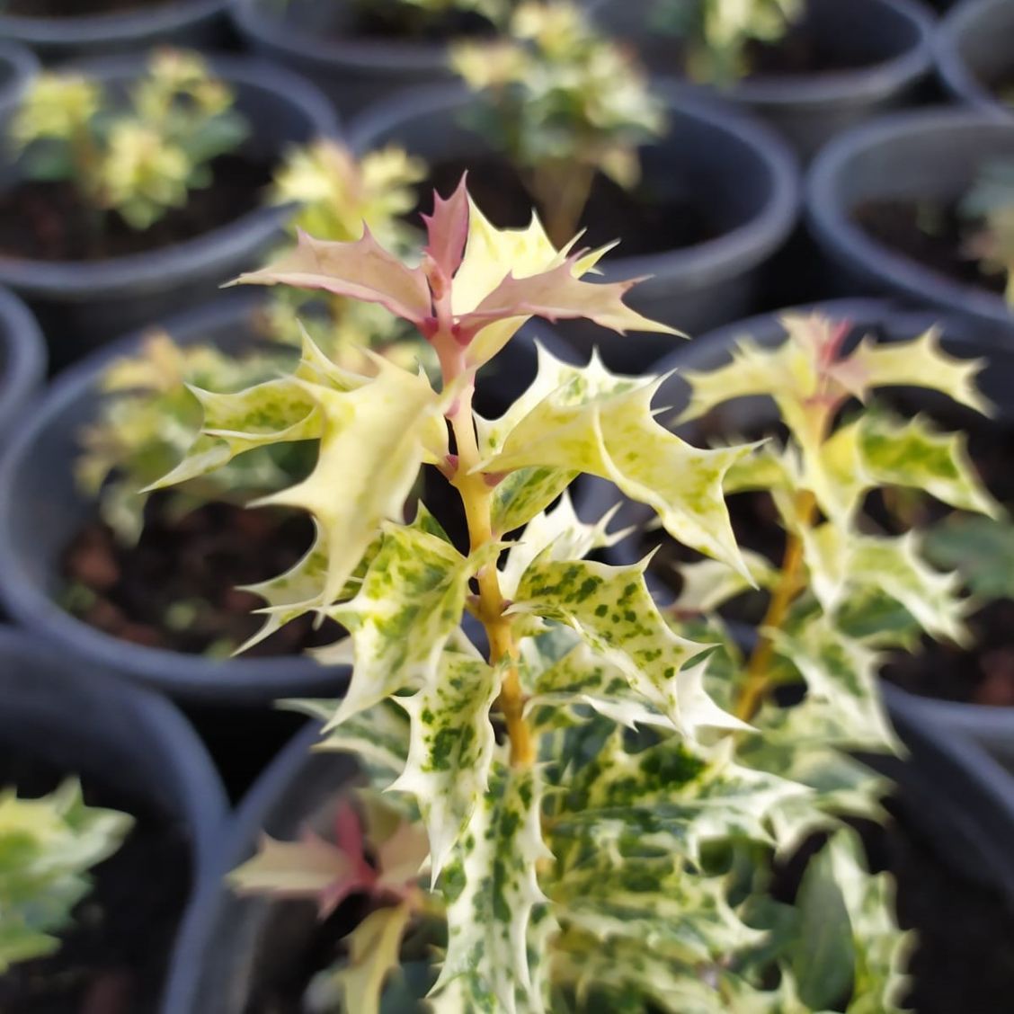 Osmanthus
